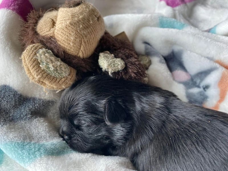 A black and white puppy on a blue bed, beside a small stuffed lion.