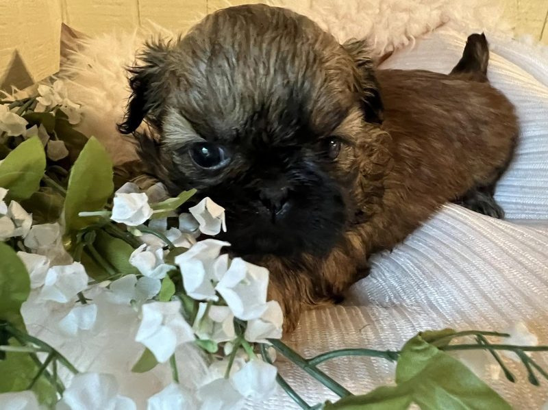 A sable puppy posed with white flowers on cream blanket.