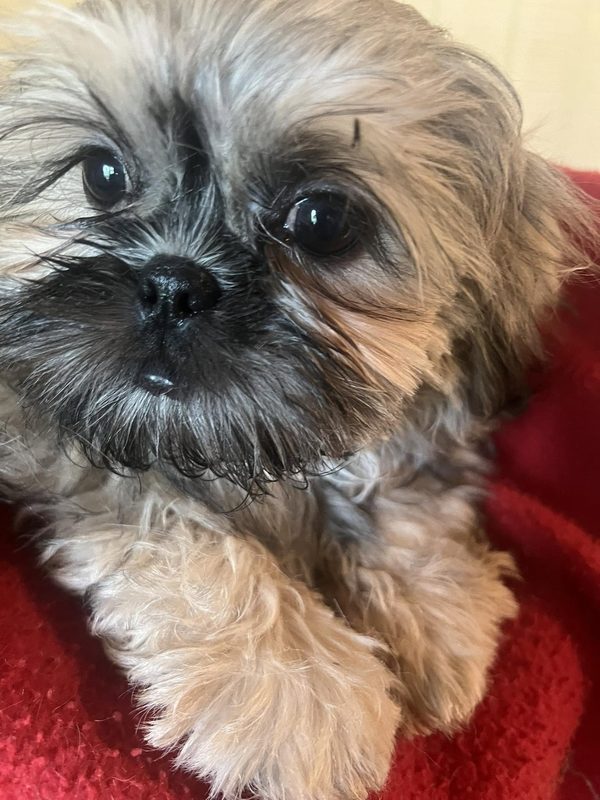 A silver sable puppy on red blanket looking at camera.