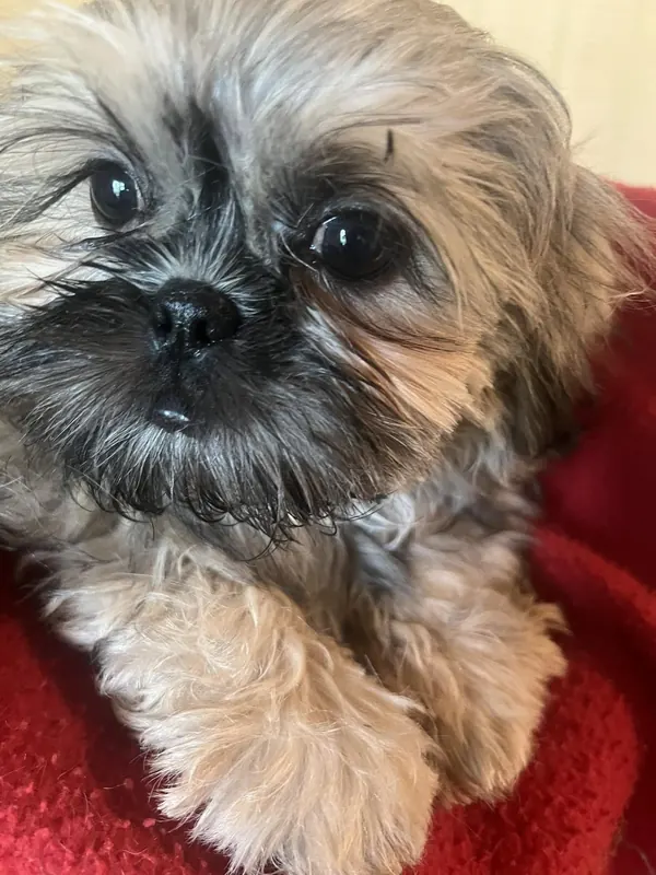 A silver sable puppy on red blanket looking at camera.