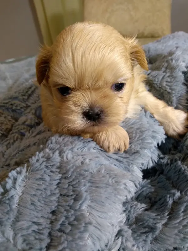 A gold puppy on gray fuzzy blanket looking at camera.