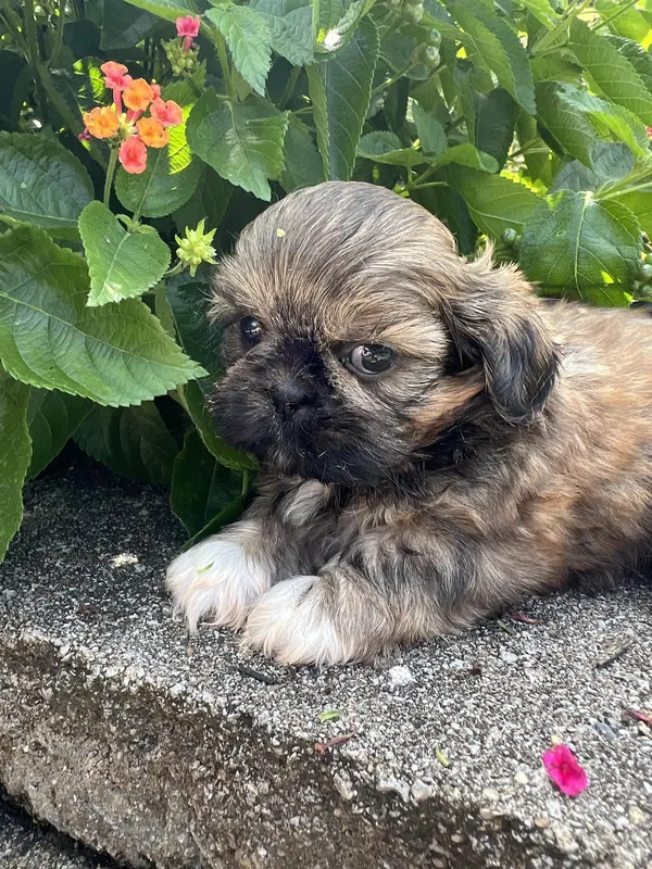 A gold sable puppy on stone by orange flowers.