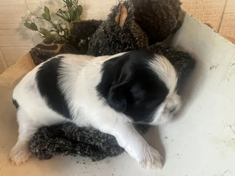 A black and white puppy on table.