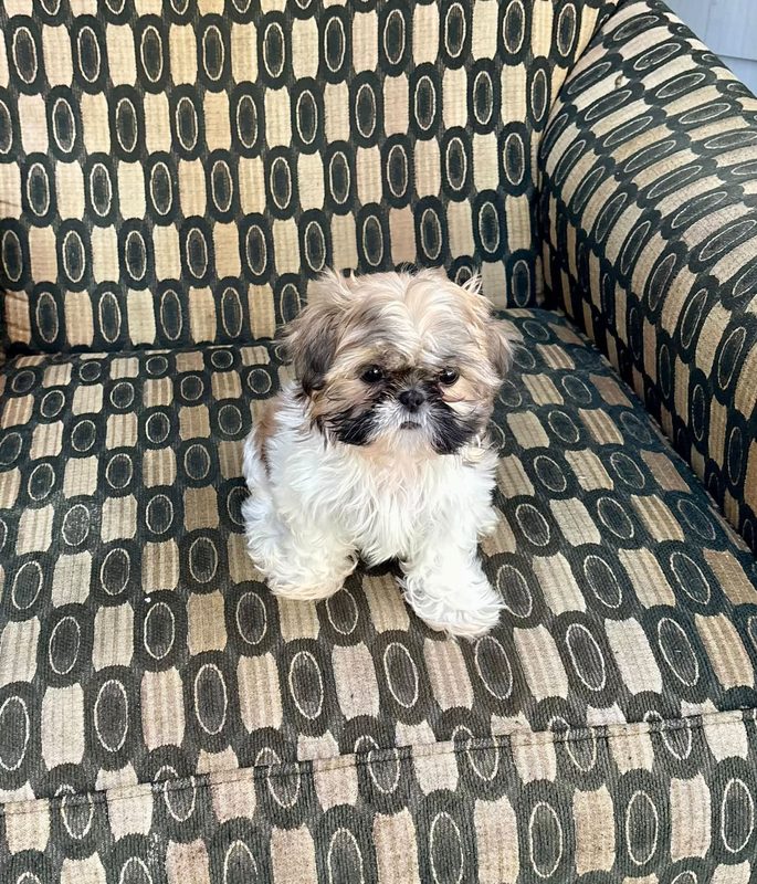 A cream and white puppy on patterned armchair.