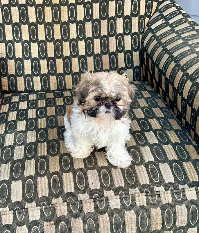 A cream and white puppy on patterned armchair.