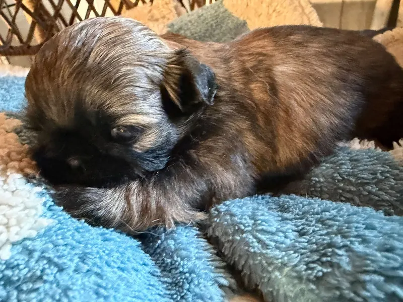 A sable puppy on teal blanket in sunlight.