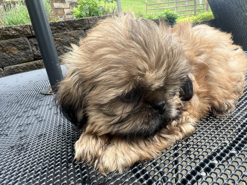 A fluffy gold puppy on outdoor mesh chair.