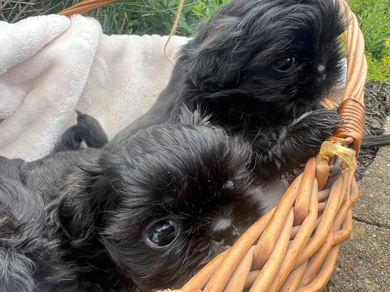 Two black Shih Tzu puppies close up in a wicker basket on a cream blanket.
