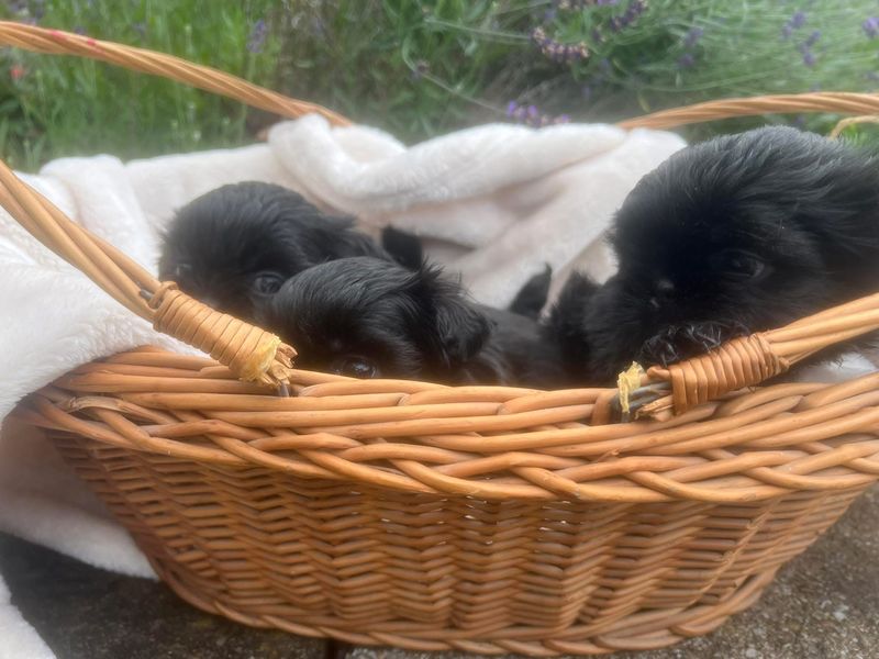 Three black puppies peeking over a wicker basket rim, with lavender behind.